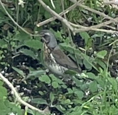 Turdus pilaris