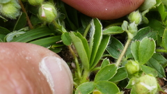 Potentilla montana