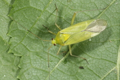 Calocoris