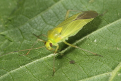 Calocoris