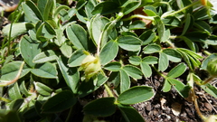 Potentilla montana