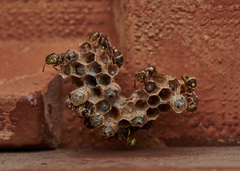 Ropalidia cyathiformis