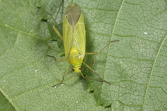 Calocoris