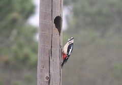 Dendrocopos major hispanus