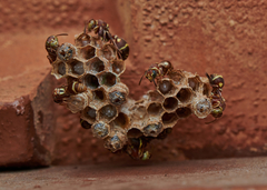 Ropalidia cyathiformis