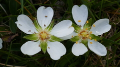 Potentilla montana