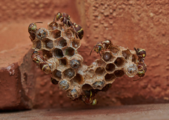 Ropalidia cyathiformis