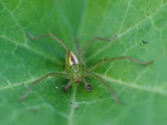 Micrommata virescens