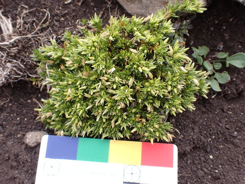 Stellaria alpamarcae