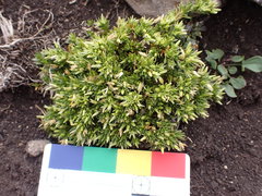 Arenaria alpamarcae