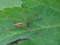 Micrommata virescens