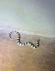 Elapsoidea sundevallii longicauda