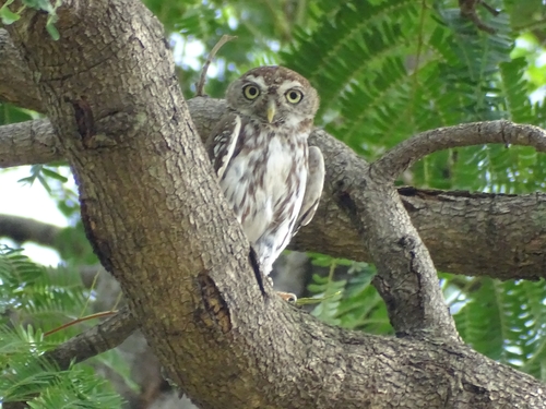 Pearl-spotted Owlet