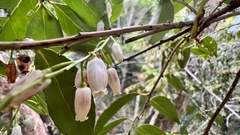 Vaccinium randaiense