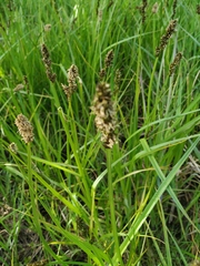 Carex vulpina
