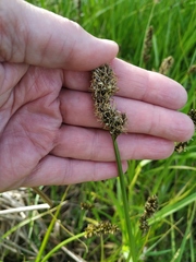Carex vulpina
