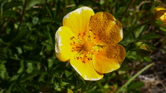 Potentilla pyrenaica