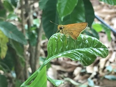 Cupitha purreea