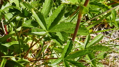 Potentilla pyrenaica
