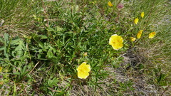 Potentilla pyrenaica