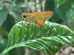 Cupitha purreea