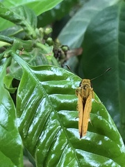 Cupitha purreea