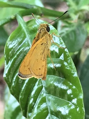 Cupitha purreea