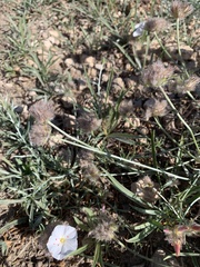 Convolvulus lanuginosus