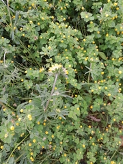 Anthyllis vulneraria