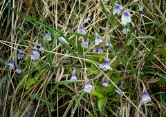 Pinguicula leptoceras