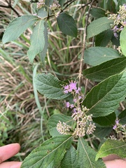 Callicarpa tikusikensis
