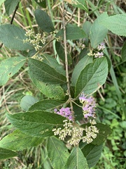 Callicarpa tikusikensis