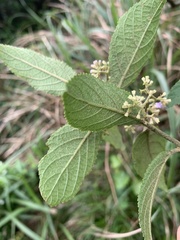 Callicarpa tikusikensis