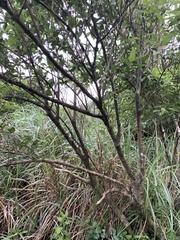 Callicarpa tikusikensis