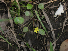 Nymphoides exiliflora