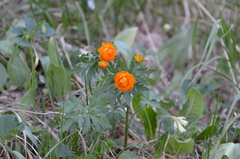 Trollius altaicus
