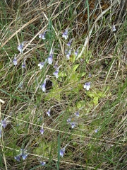 Pinguicula leptoceras