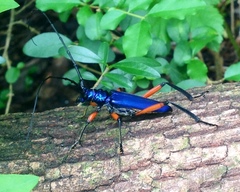 Plinthocoelium suaveolens