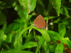 Arhopala aedias