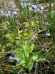 Pinguicula leptoceras