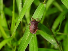 Pygoplatys lunatus