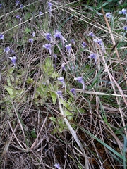 Pinguicula leptoceras