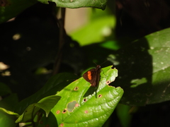 Koruthaialos rubecula