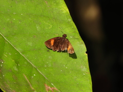 Koruthaialos rubecula