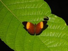 Cirrochroa orissa