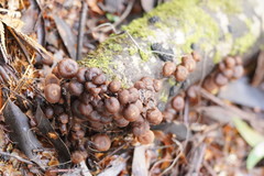 Psathyrella echinata