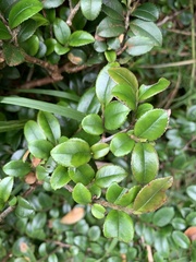 Eurya crenatifolia