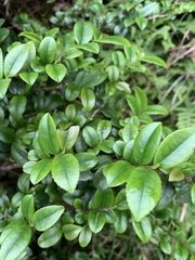 Eurya crenatifolia