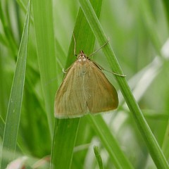 Loxostege turbidalis
