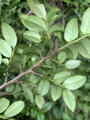 Eurya crenatifolia